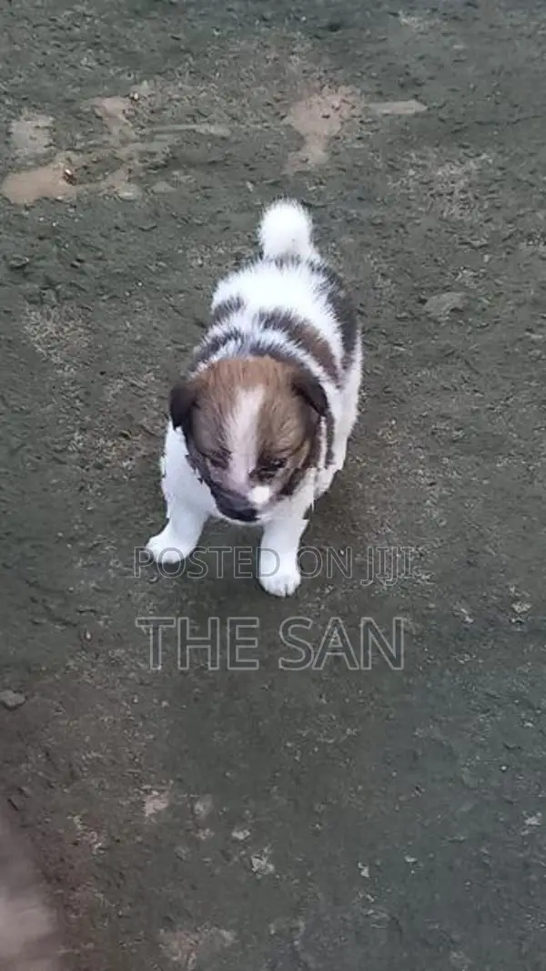 Lion Pomeranian