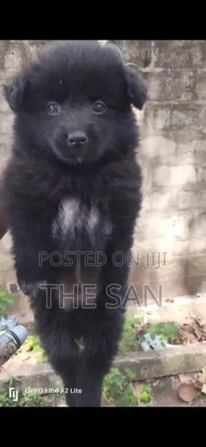 Lion Pomeranian