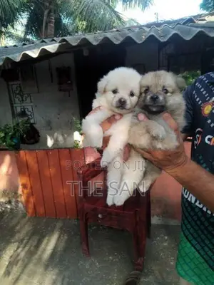 Lion Pomeranian