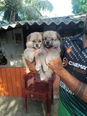 Lion Pomeranian