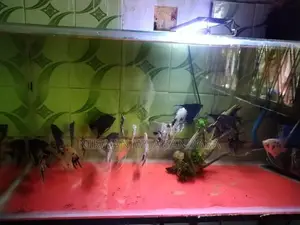 Angel Breeding piar