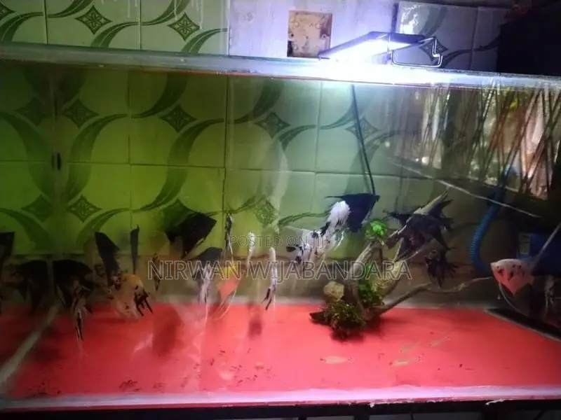 Angel Breeding piar