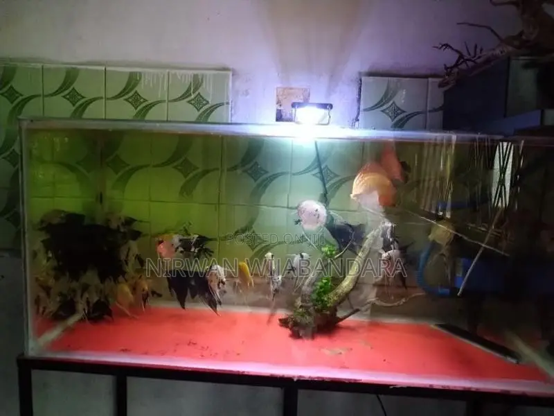 Angel Breeding piar