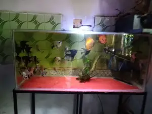 Angel Breeding piar