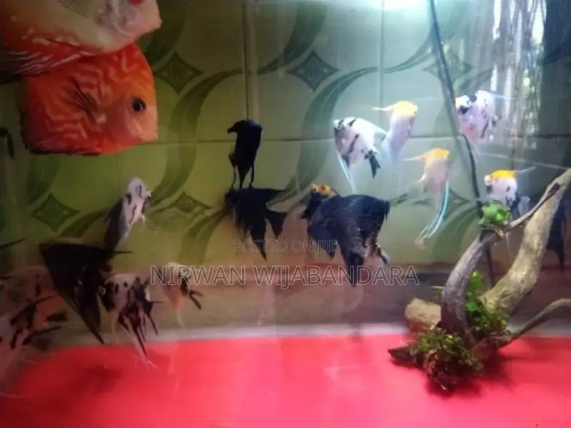 Angel Breeding piar