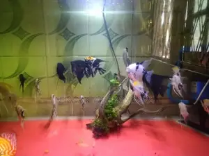 Angel Breeding piar