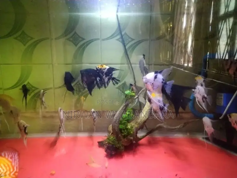Angel Breeding piar