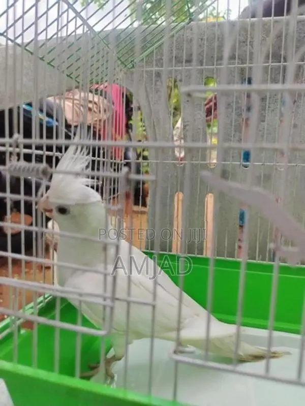 Cockatiel With Bird Cage