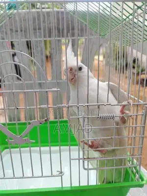 Cockatiel With Bird Cage
