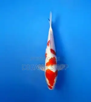 SL Koi Fish