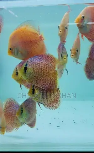 Discus Fish : Leopard