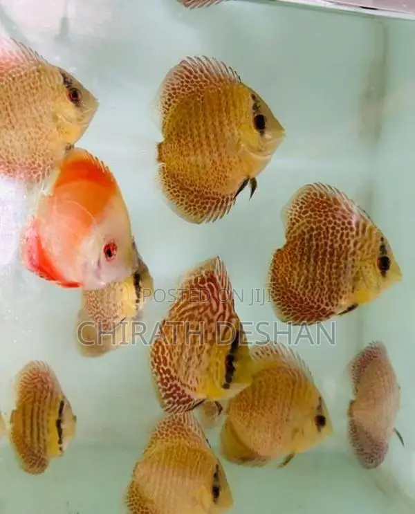 Discus Fish : Leopard