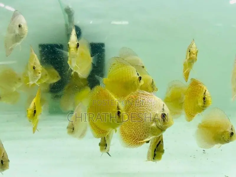 Discus Fish : Leopard