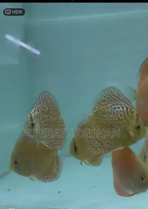 Discus Fish : Leopard