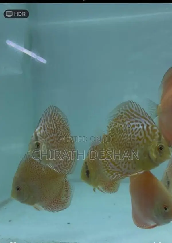 Discus Fish : Leopard