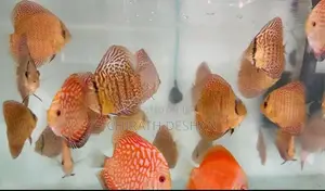 Discus Fish : Leopard