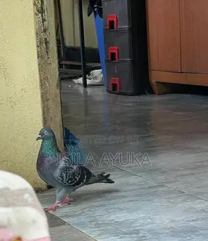 Pigeon