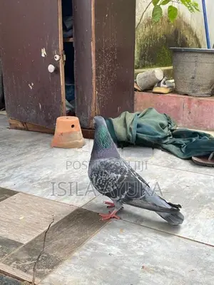 Pigeon