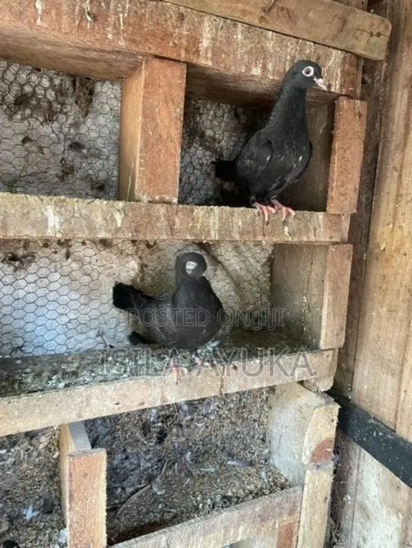 Pigeon