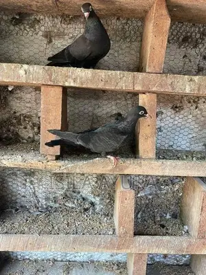 Pigeon