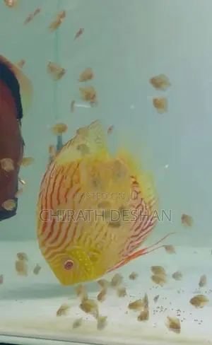 Discus Babies 2.5/ 3 / 4 Cm