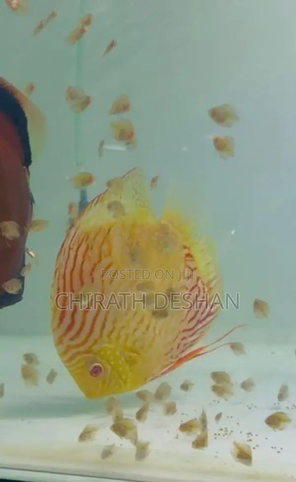 Discus Babies 2.5/ 3 / 4 Cm