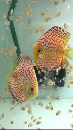 Discus Babies 2.5/ 3 / 4 Cm