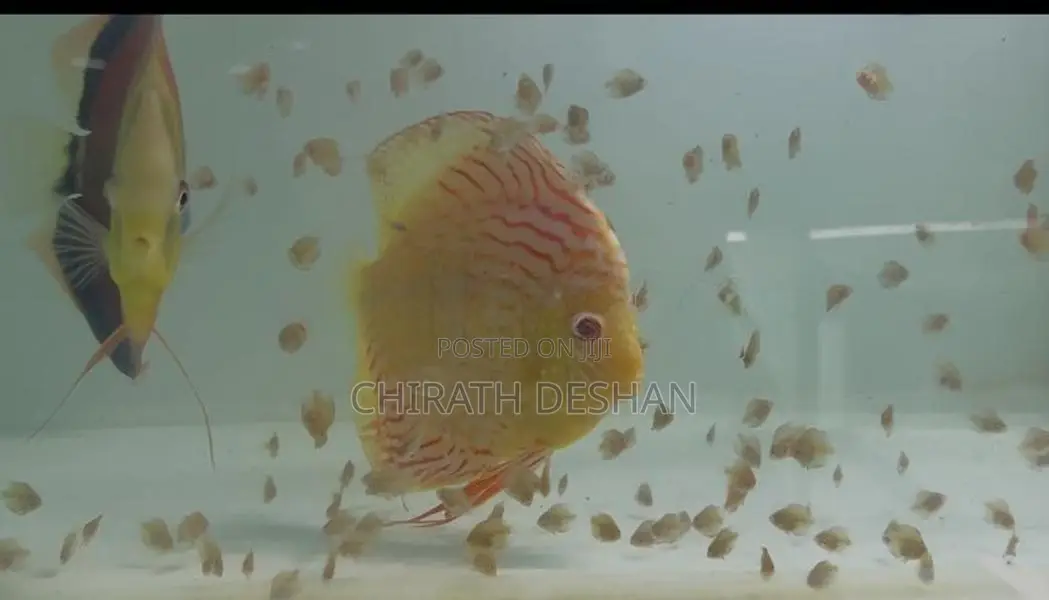 Discus Babies 2.5/ 3 / 4 Cm