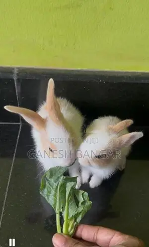 Angora Baby Rabbit