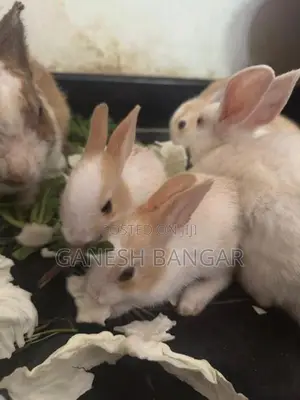 Angora Baby Rabbit