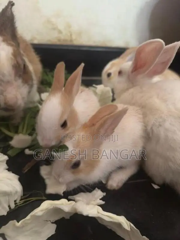 Angora Baby Rabbit