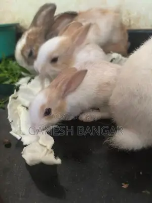 Angora Baby Rabbit