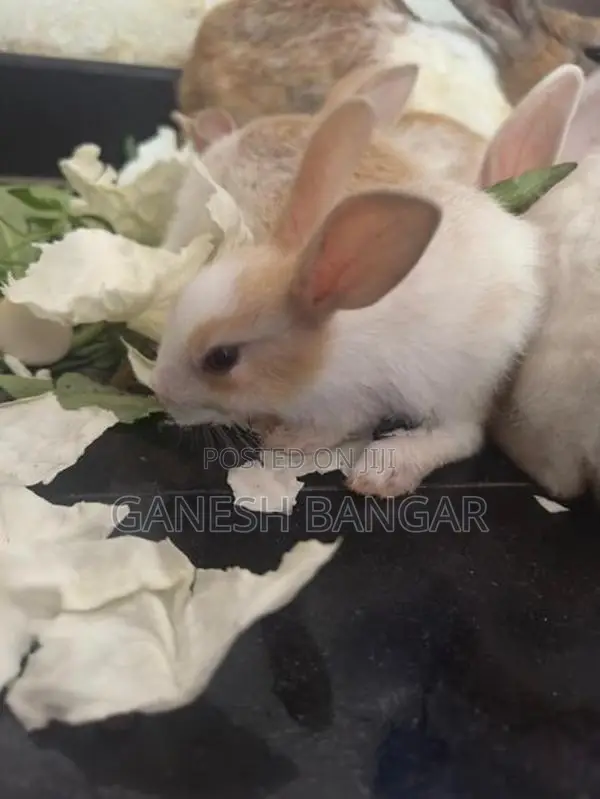 Angora Baby Rabbit