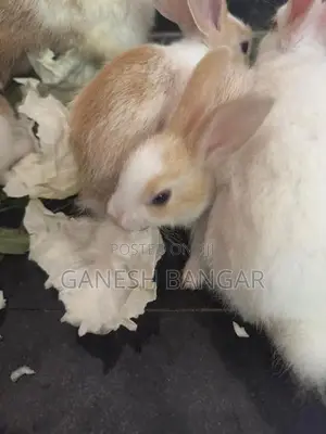 Angora Baby Rabbit