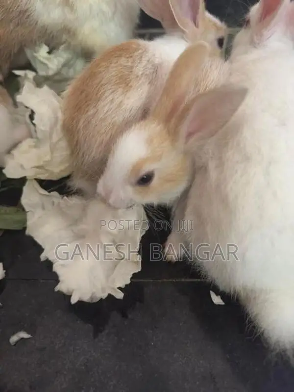 Angora Baby Rabbit