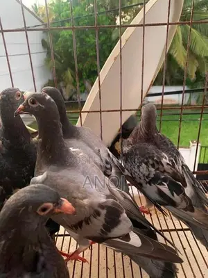 Pigeons