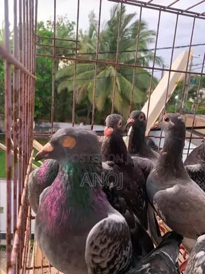 Pigeons