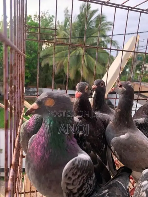 Pigeons