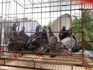 Pigeons