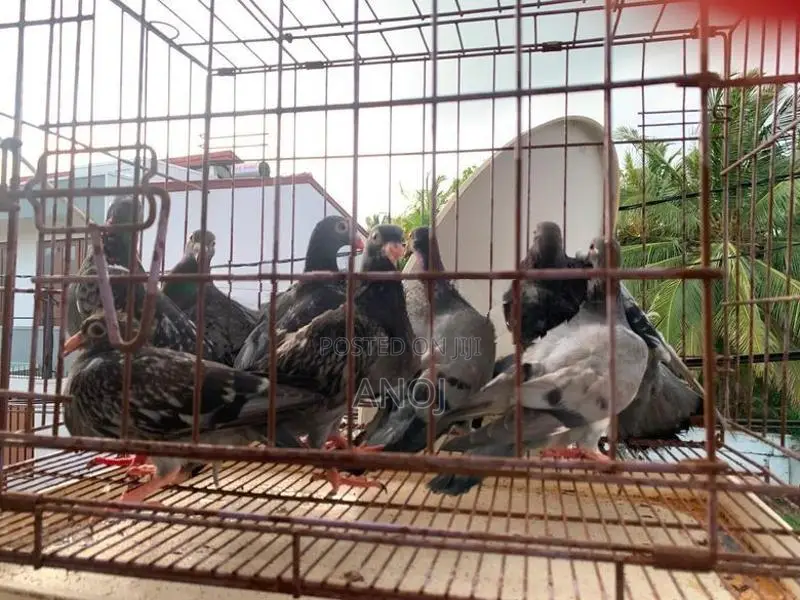 Pigeons