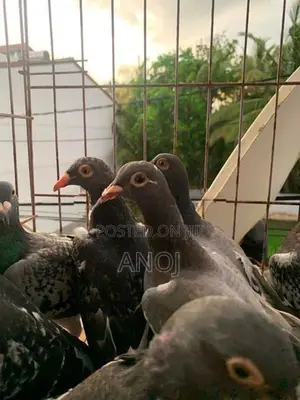 Pigeons