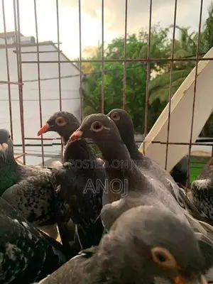 Pigeons