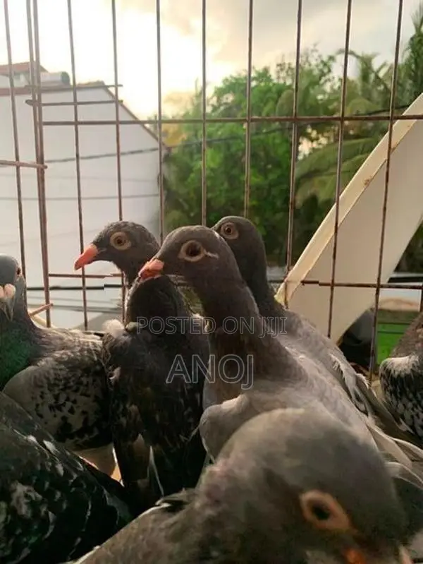 Pigeons