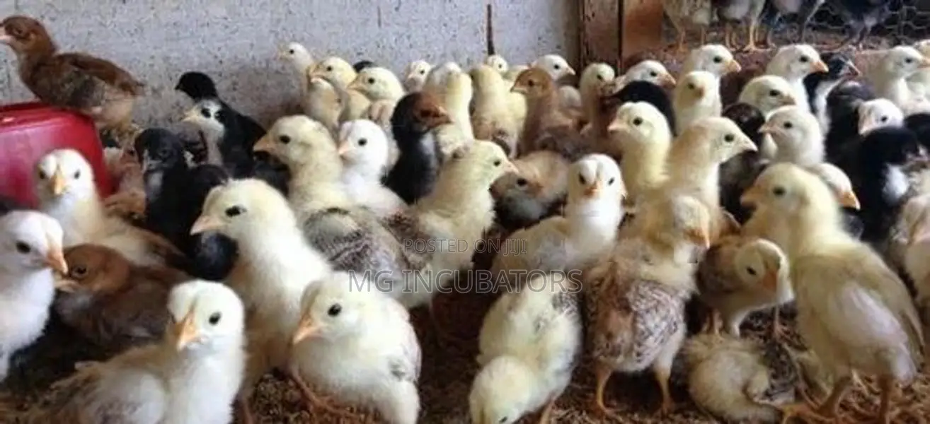 Country Chicks 3 Days Old