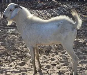 Jamunapari Male Goat