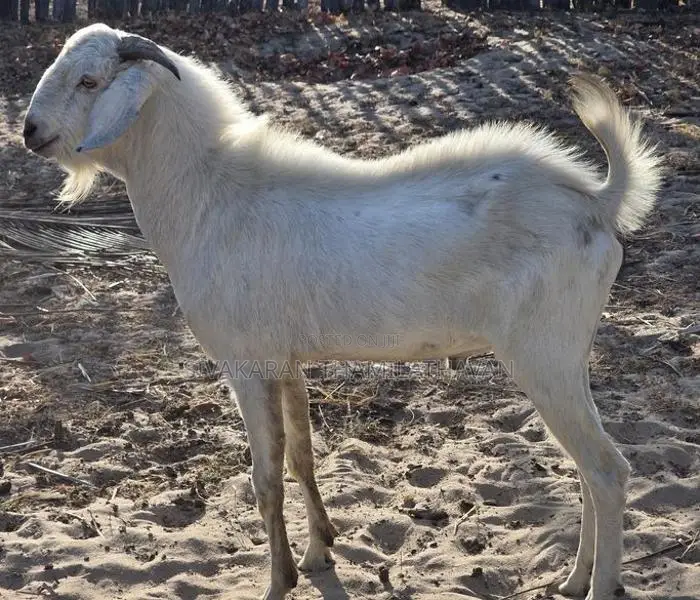Jamunapari Male Goat