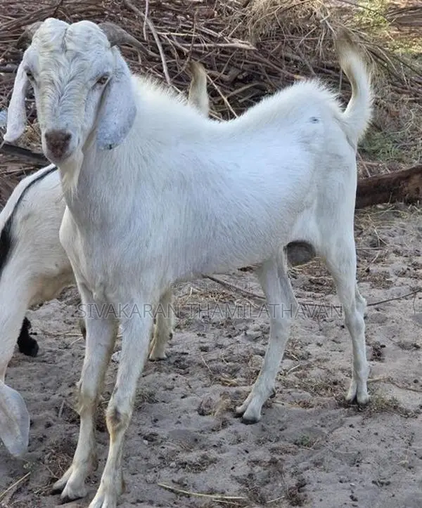 Jamunapari Male Goat