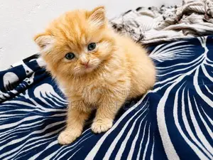 Persian Cat