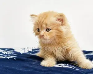 Persian Cat