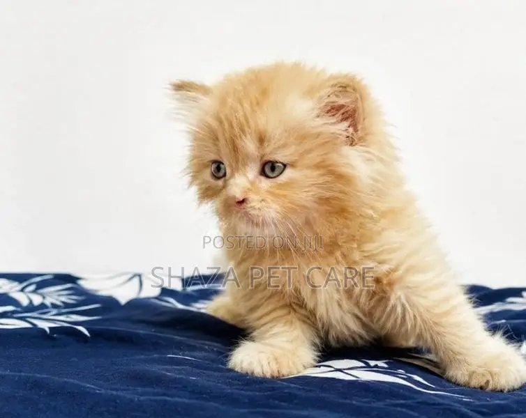 Persian Cat